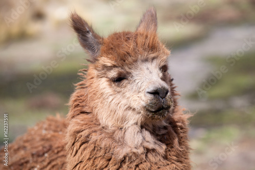 lamas in Andes,Mountains, Peru