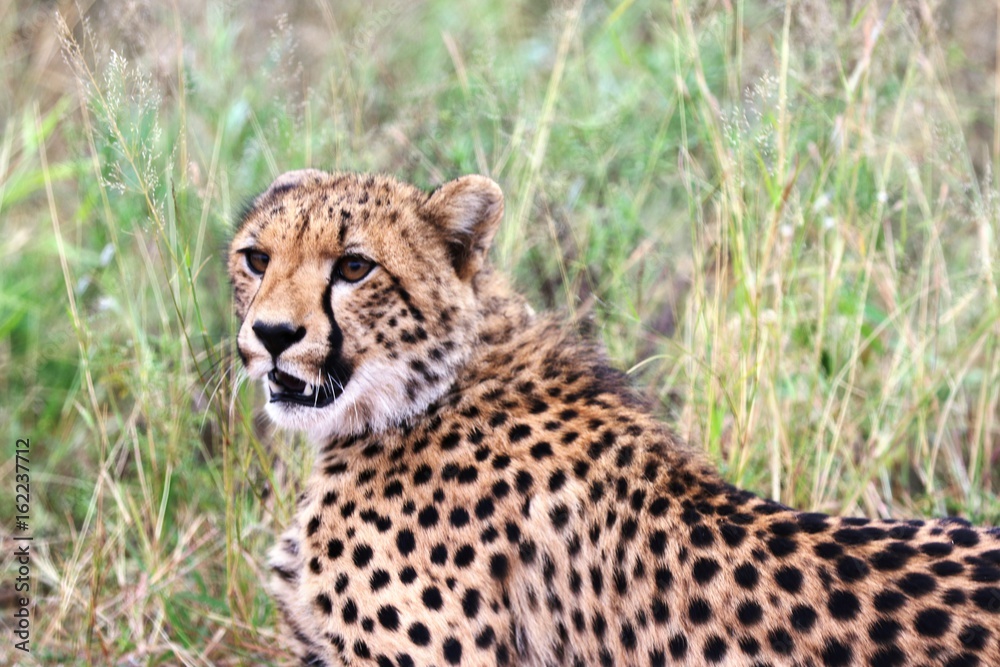 Cheetah Cheetah
