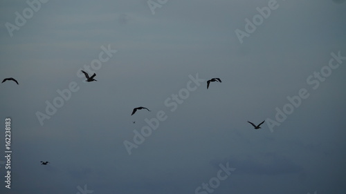Pelicans Flying Over Ocean