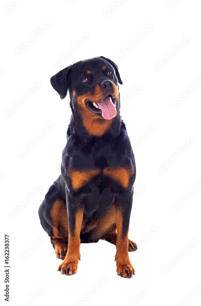 Adult Rottweiler dog