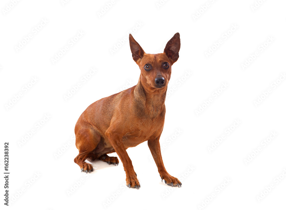 Beautiful brown dog Beautiful brown dog