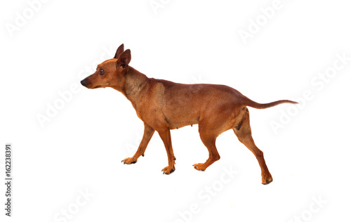 Beautiful brown dog