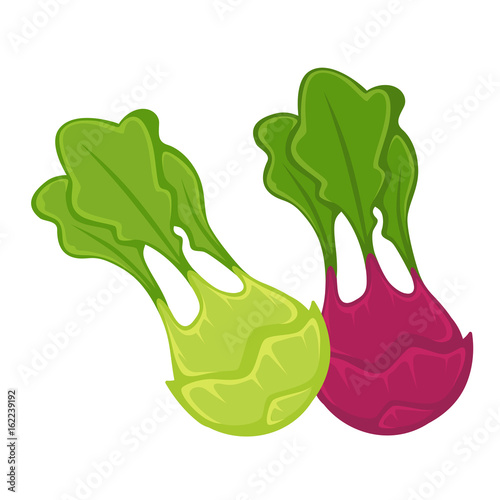 Colorful kohlrabi heads with leaves isolated cartoon illustration