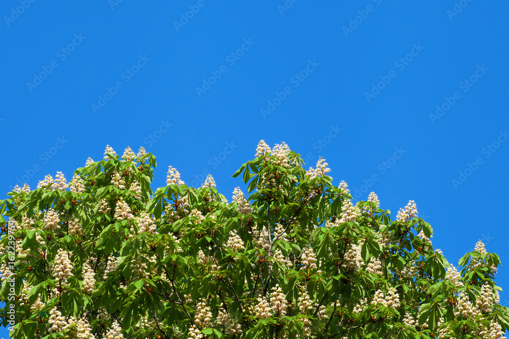 Blooming white chestnut against the blue sky with a cloud Blooming white chestnut against the blue sky with a cloud