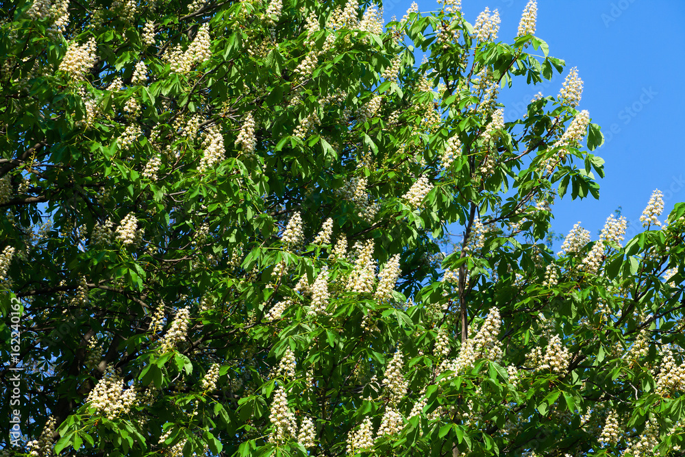 Blooming white chestnut against the blue sky with a cloud