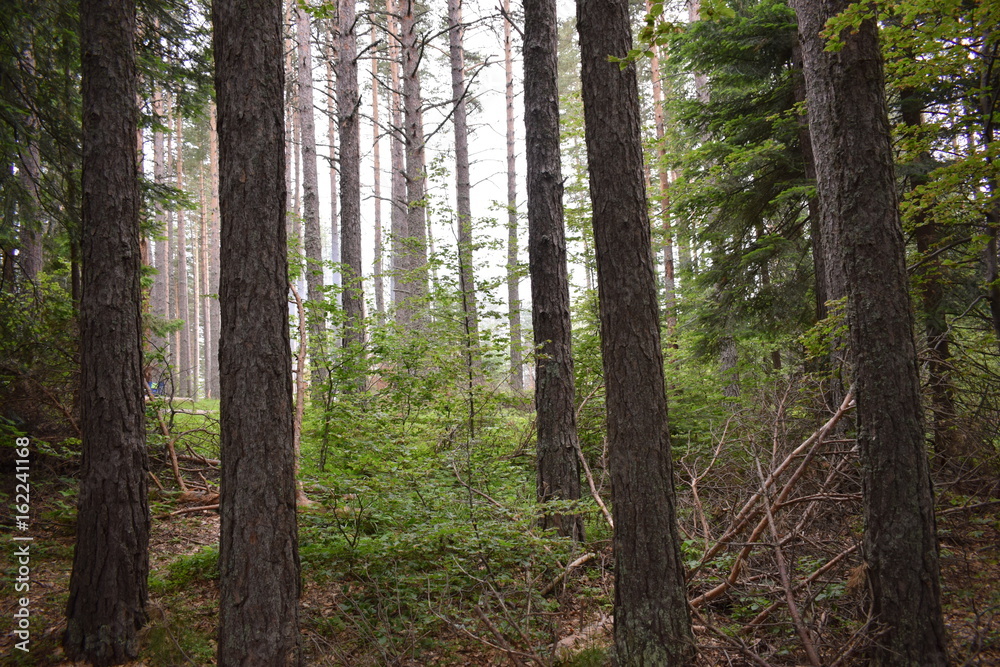 Fototapeta premium forest