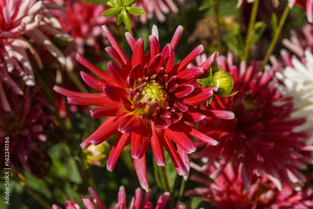 red dahlia red dahlia
