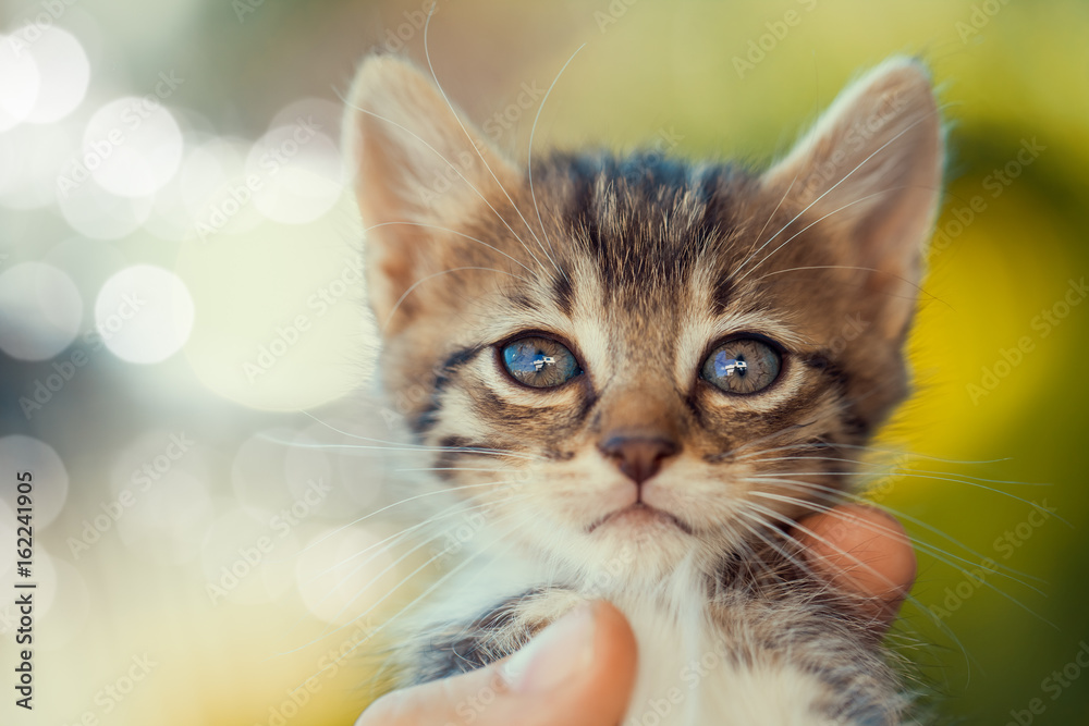 closeup cute kitten in hand looking at camera closeup cute kitten in hand looking at camera