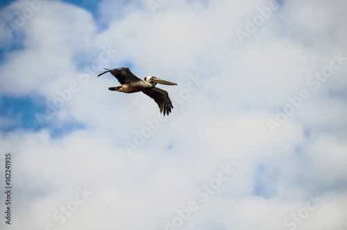 One California pelican flying against cloudy sky