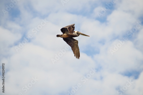 One California pelican flying against cloudy sky