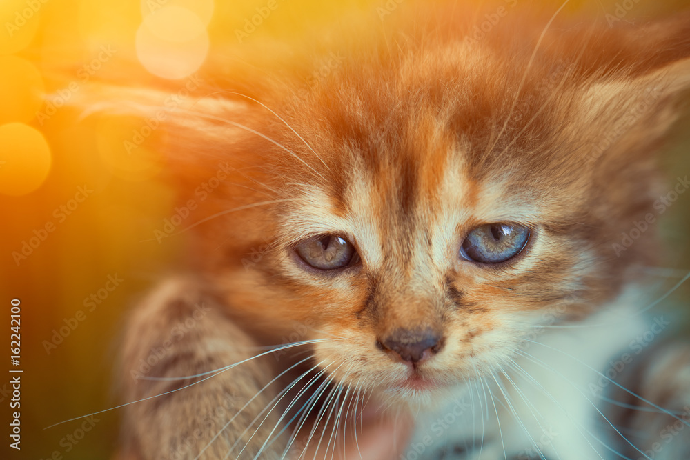 closeup cute kitten in hand looking at camera closeup cute kitten in hand looking at camera