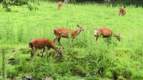 Hirsche laufen über einen Graben in idyllischer Landschaft photo