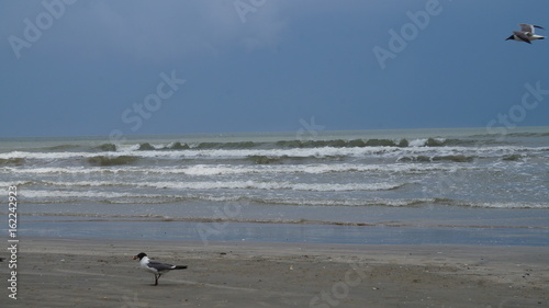 Seagulls at the beach