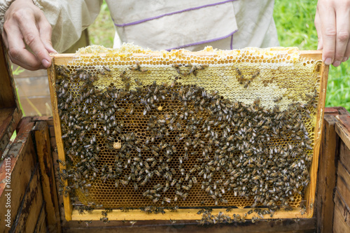 Beekeeper working with bees in beehive, showing the frame with  honeycombs