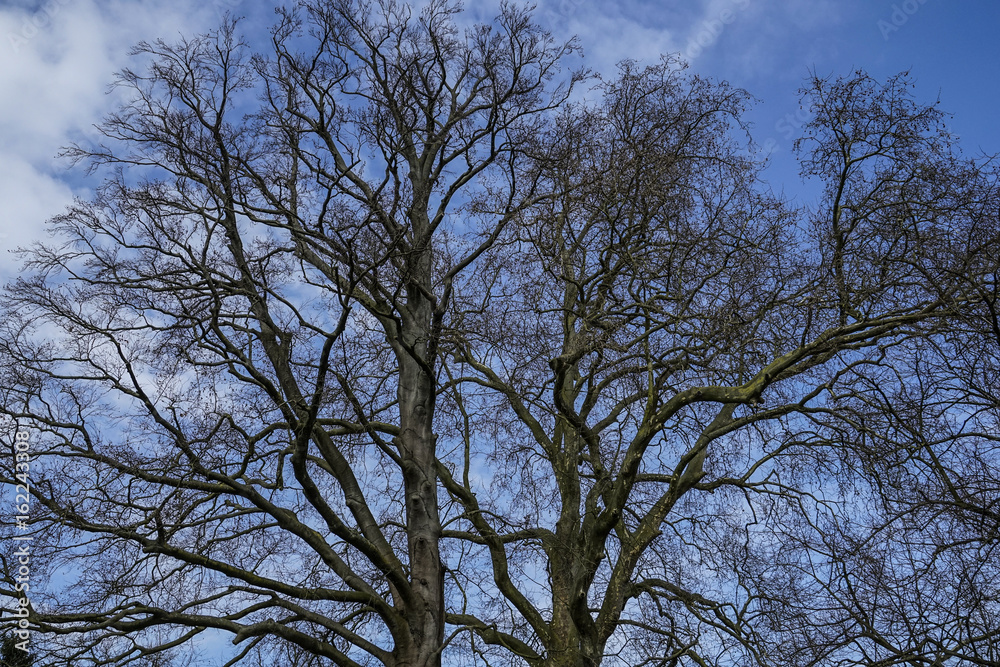 tree tree