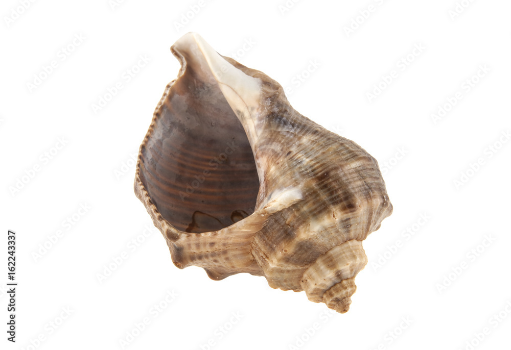 Seashell isolated on white background Seashell isolated on white background