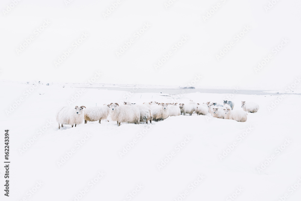Fototapeta premium Adorably furry little sheep roaming free in Iceland; minimalistic view of sheep lost in the snowy blizzard, trying to find their way back, wandering around