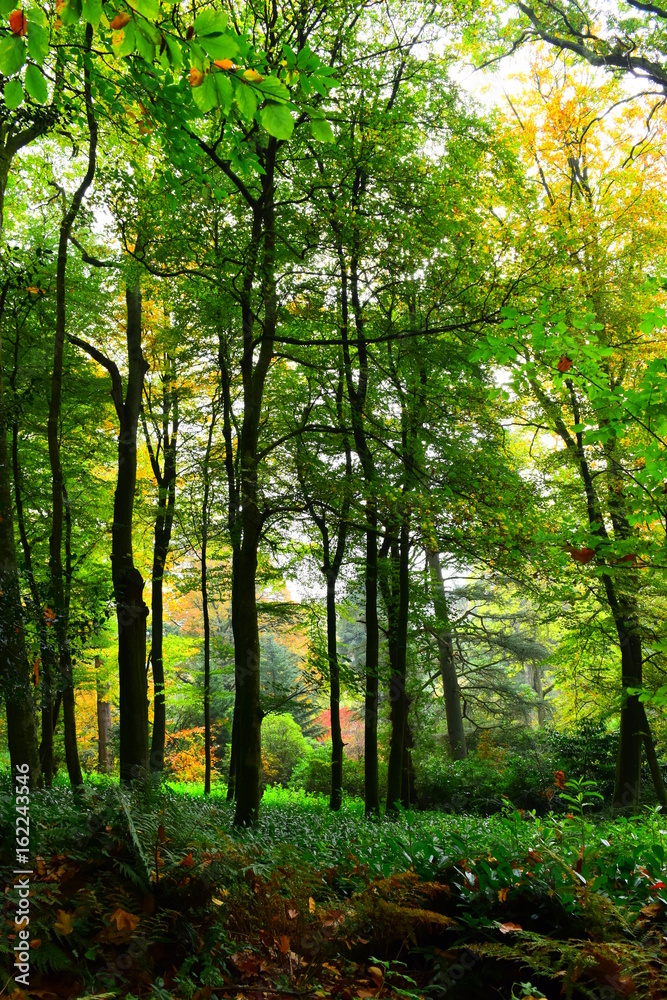 Obraz premium Forest green III