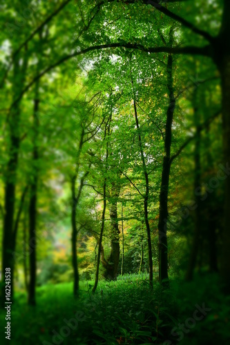 Forest green II © ArtCare
