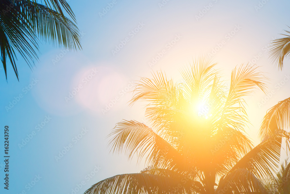 Evening sun shines through the coconut in the garden.
