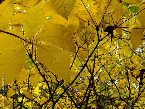 Autumn yellows