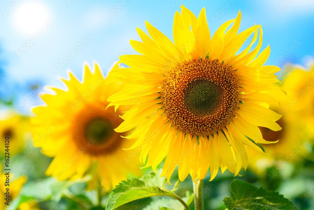 Close-up of sun flower against a blue sky of summer Close-up of sun flower against a blue sky of summer