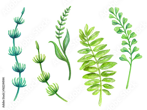 watercolor illustration, green leaves collection, fern, grass, foliage, floral design elements isolated on white background © wacomka