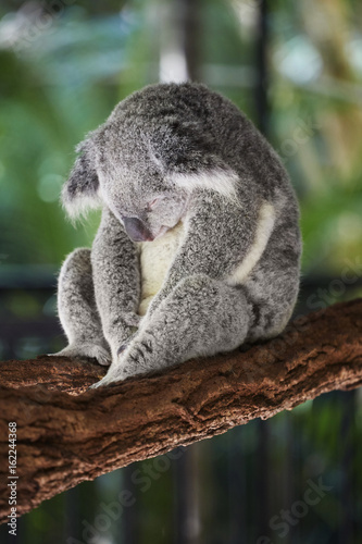 Koala eingenickt
