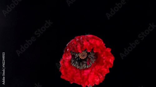 Red poppy flower blooming in time-lapse  on a black background.  Time lapse. High speed camera shot. Full HD 1080p. Timelapse