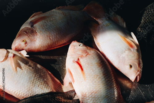 Red Tilapia fish, Fresh fish in Thailand market