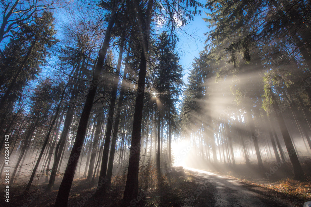 Obraz premium Sonnenstrahel Wald