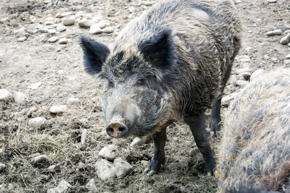 wild boar wild boar