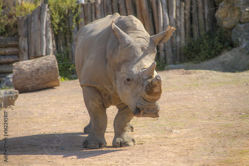 rhinocéros