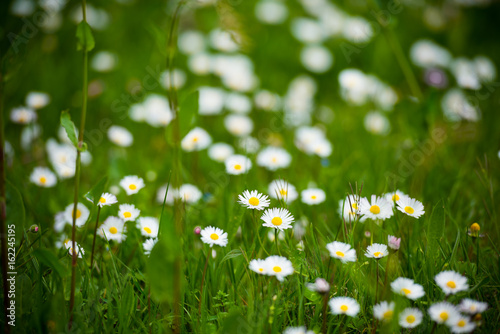 Fototapeta Naklejka Na Ścianę i Meble -  Field of daisies