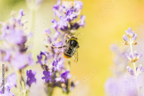 Close-up photo of a Honey Bee gathering nectar and spreading pollen.