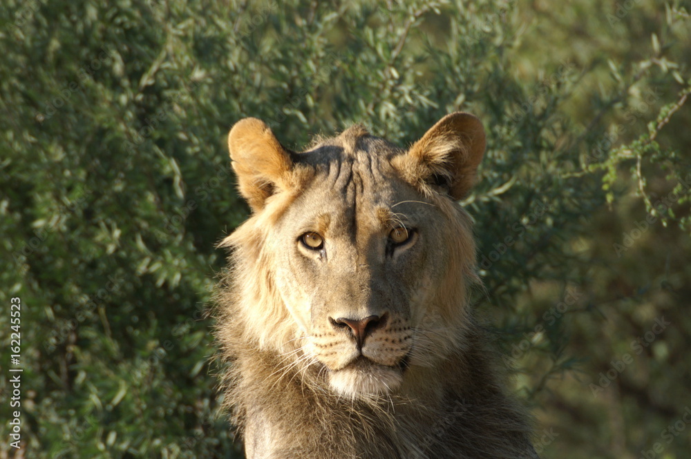 Male Lion