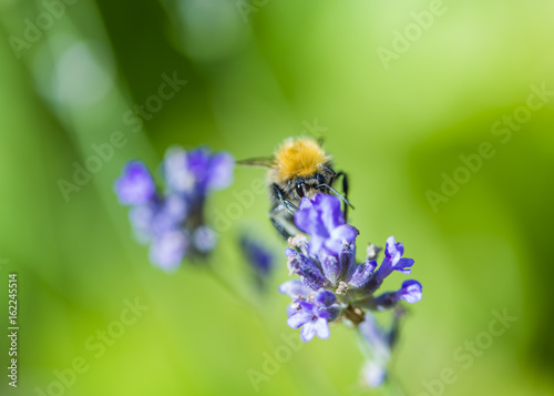 Fototapeta Naklejka Na Ścianę i Meble -  Close-up photo of a Honey Bee gathering nectar and spreading pollen.