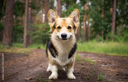 Dog breed Welsh corgi pembroke for a walk in the beautiful forest. photo