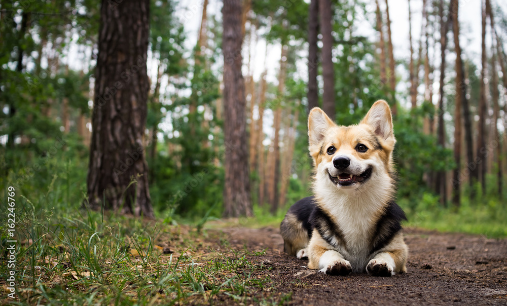 Dog breed Welsh corgi pembroke for a walk in the beautiful forest. Dog breed Welsh corgi pembroke for a walk in the beautiful forest.