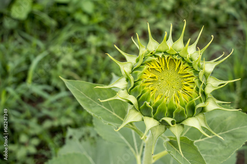 Closed up of sunflower bud with green leaf background