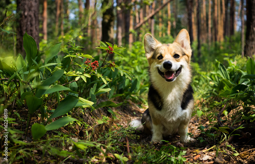 Dog breed Welsh corgi pembroke for a walk in the beautiful forest.