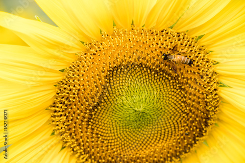 Closed up of sunflower plant with bee background