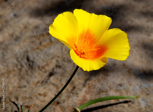 California Poppy flower (Eschscholzia californica) growing wild in Tenerife,Canary Islands,Spain.Selective focus. © svf74