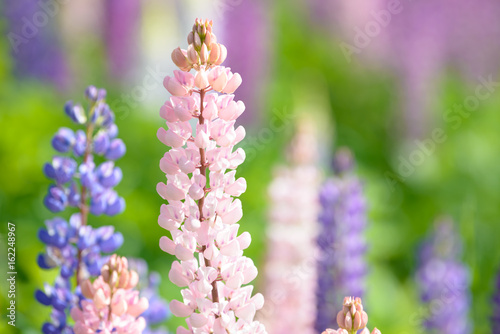 Lupinus, lupin, lupine field with pink purple and blue flowers