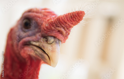 Close up of turkey face