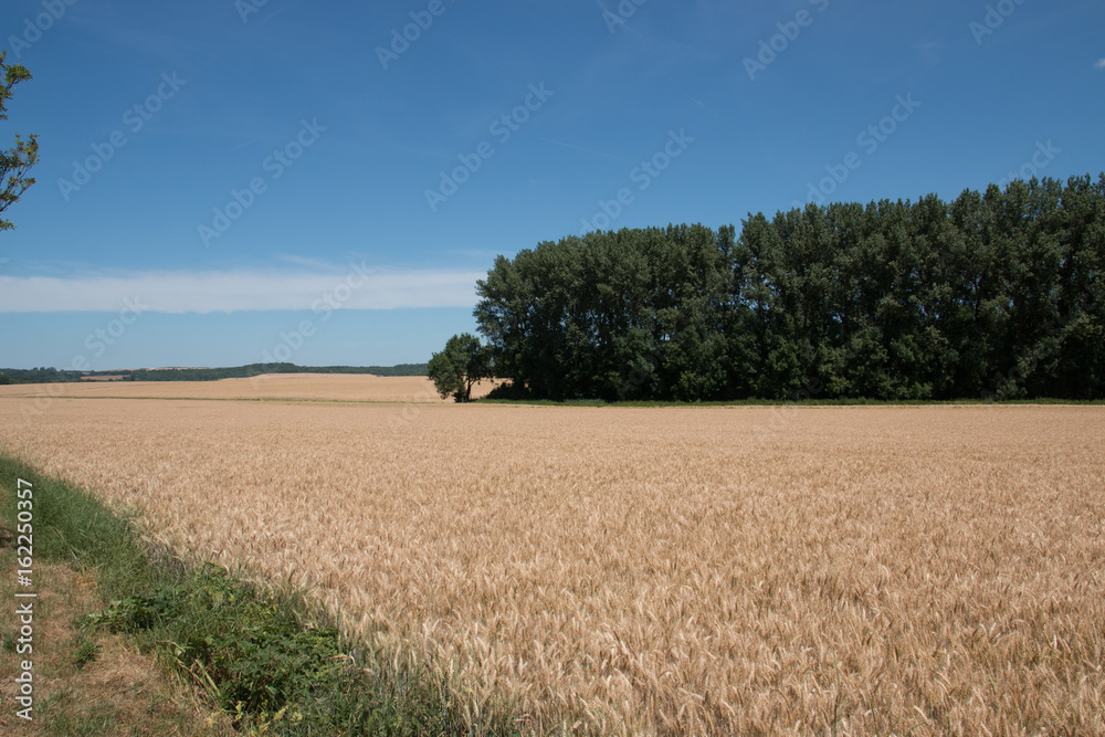 champ de blé