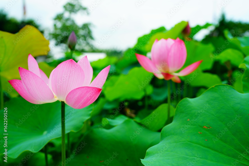 lotus flower