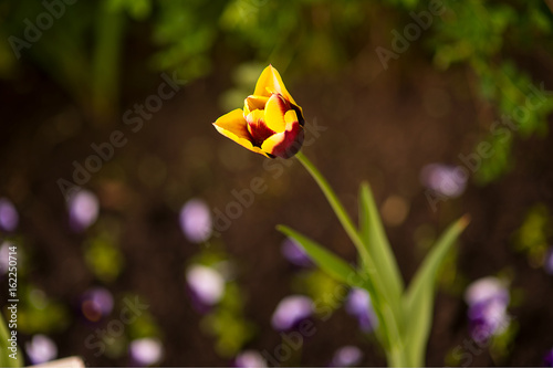 Red, bordo and yellow tulip called 'Gavota'. On blurred background with blue lights photo