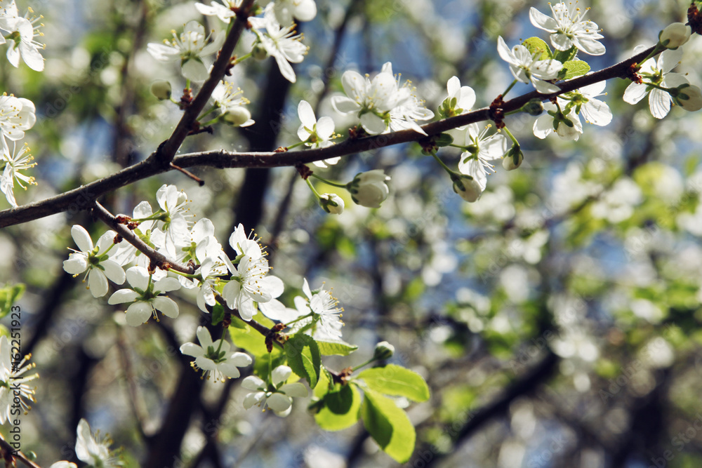 Branches of blossoming apple tree with white flowers close up Branches of blossoming apple tree with white flowers close up