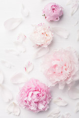 Papier peint photo Pivoines Pivoine rose en arrière-plan floral  © Olga Miltsova